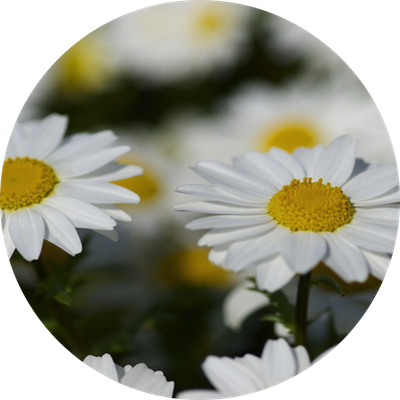 Hypnosetherapie Rüegger Anny