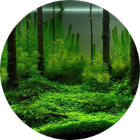 Hypnosetherapie Sonner Michael